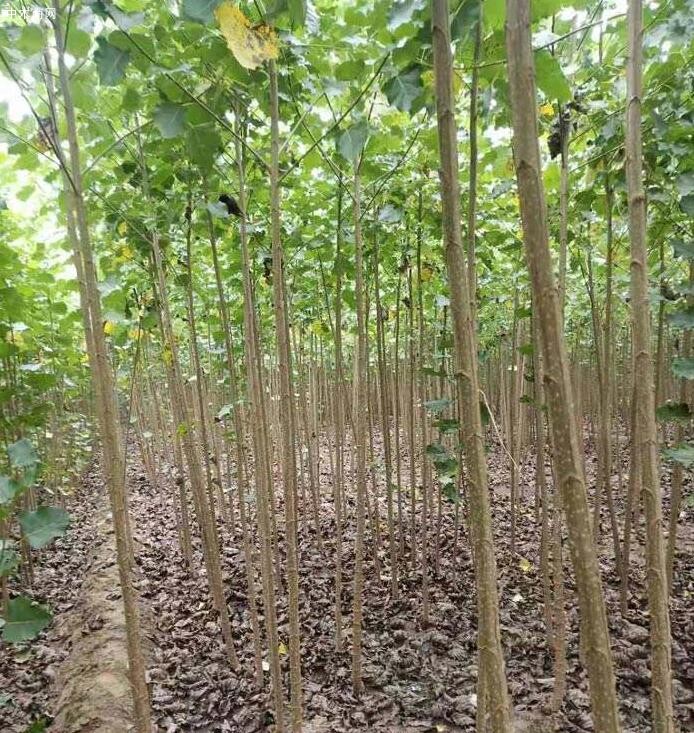 杨树苗什么品种长得最快及速生杨树苗栽培技术介绍厂家
