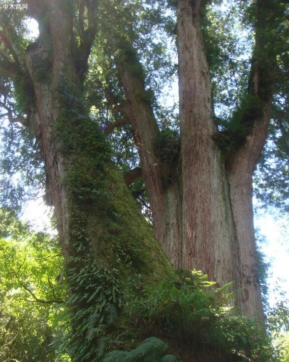 日本桧木,日桧,日本扁柏是什么木材