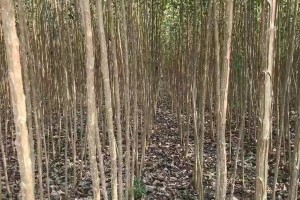 江西省发布现代林业产业示范省实施方案