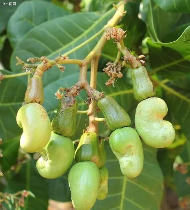 腰果树的形态特征及腰果树栽培技术品牌