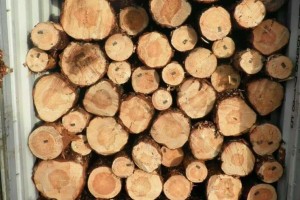 欧盟制裁白俄罗斯限制木材、钢铁出口