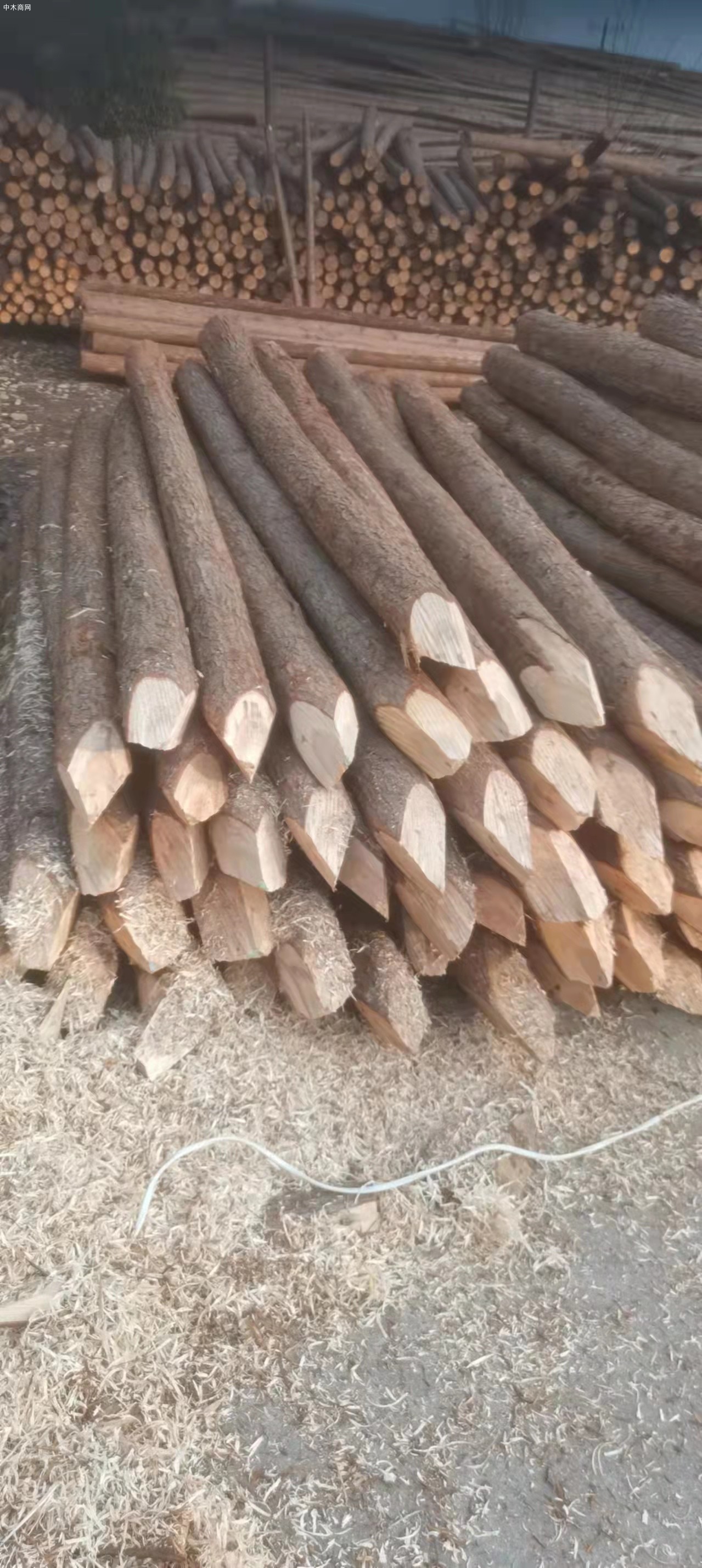 上海驳岸杉木桩报价厂家