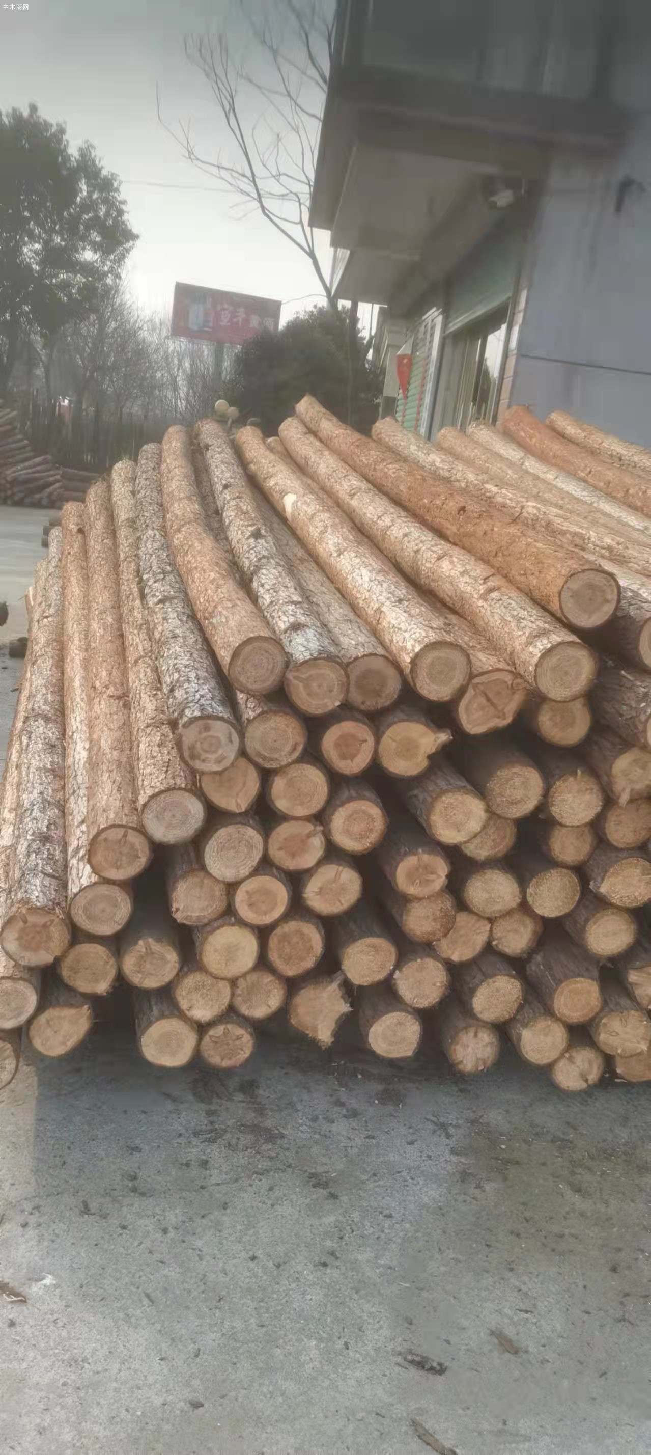 上海盛平护岸杉木桩多少钱一根品牌