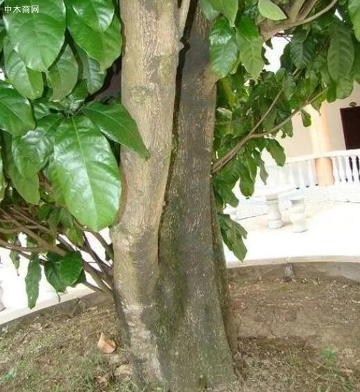 苹婆(Sterculia spp)是什么树木批发