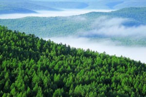 2月全国林业采购经理指数发布