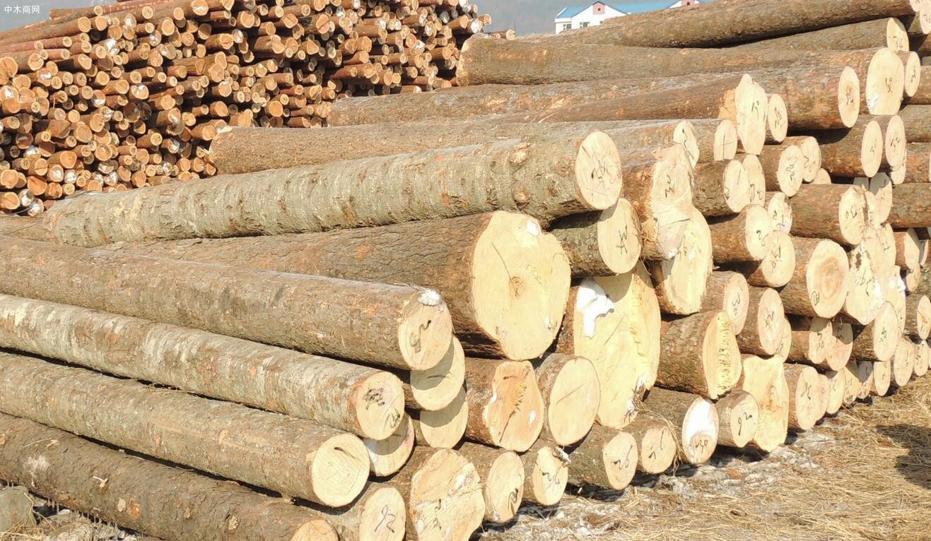 今日最新白松,铁杉等木材价格行情走势