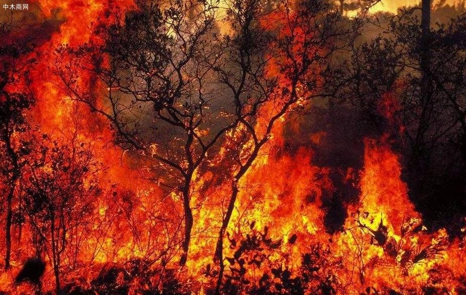 韩国东部多地发生森林火灾