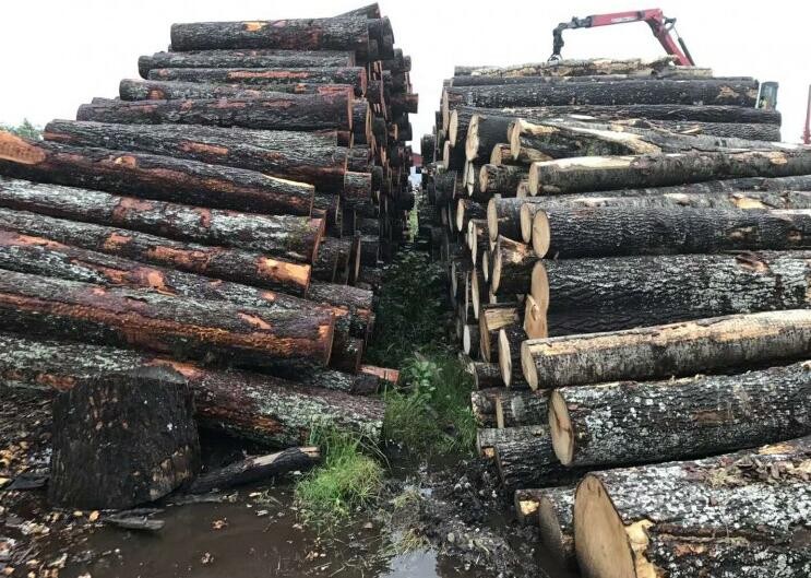 中国进口芬兰原木价格行情