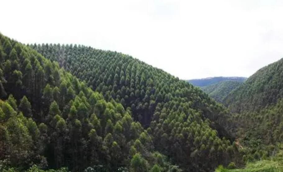 广西林业产业步入高质量发展快车道