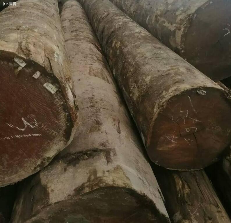 非洲沙比利原木价格行情