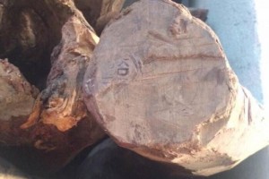 印度有关部门查获2200公斤藏在油罐里的名贵木材