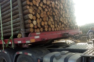 杉木绿化杆，杉木桩，杉木板条，木方等