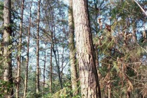 国家林草局2022年撤销11个松材线虫病疫区