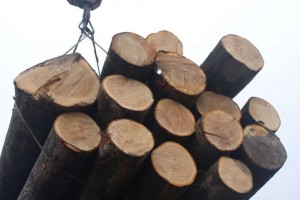 欧洲原木和木材贸易将在未来几年发生变化