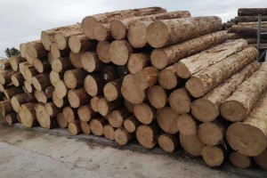3家木材公司因洗钱被巴西判定有罪