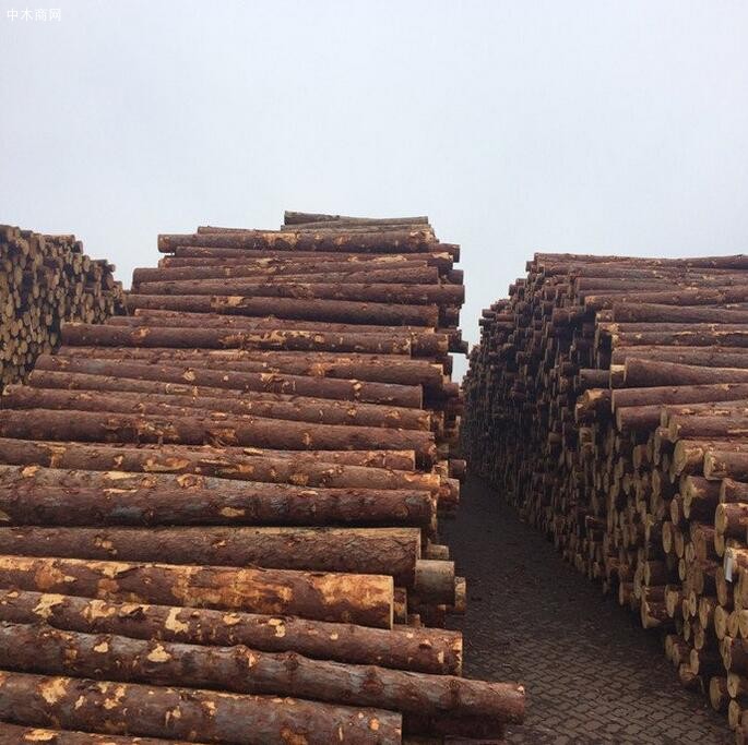 现有大量3米一8米长落叶松原木供应