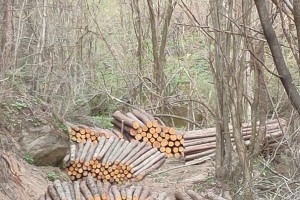 大量本地落叶松原木供应