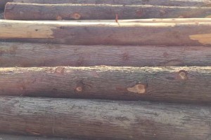 柳杉木的优缺点及柳杉木材用途有哪些?