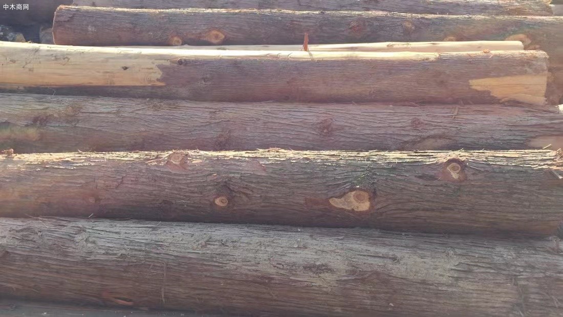 柳杉木的优缺点及柳杉木材用途有哪些图片