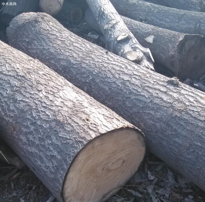 山东蓬莱港今年接卸木材量达到18.1万立方米