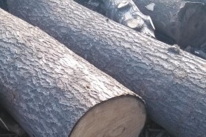山东蓬莱港今年接卸木材量达到18.1万立方米