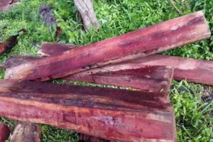 赞比亚：开放木材出口，但不包括血檀