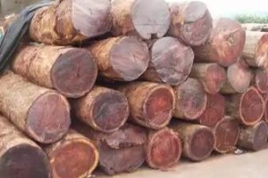 深圳蛇口港木材进口报关公司缅甸木材进口清关代理服务