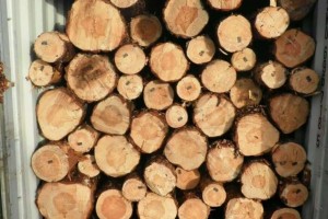 白俄：出口欧洲的木材将转至中国