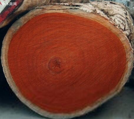 今日最新泰国木材价格行情走势