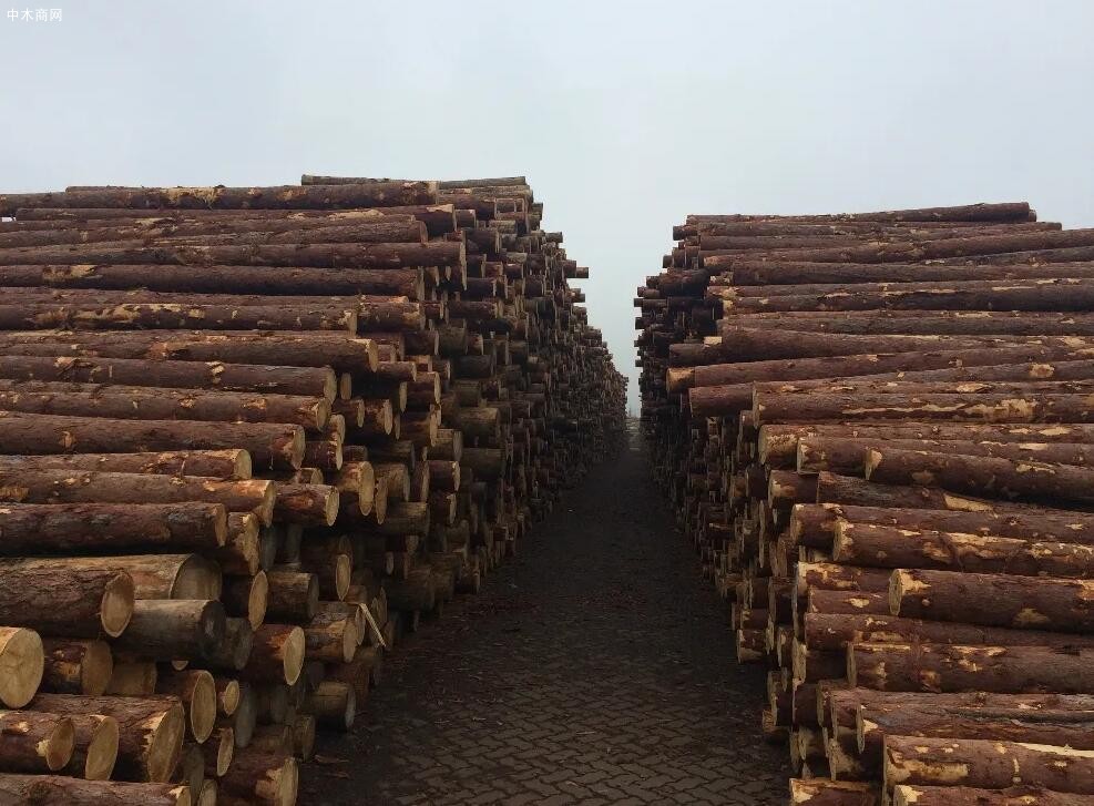 什么是松木桩及用松木桩处理地基的实例采购