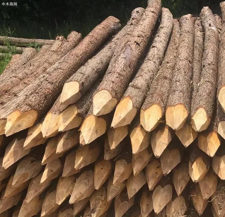 什么是松木桩及用松木桩处理地基的实例品牌