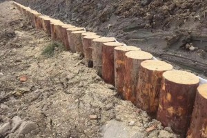 什么是松木桩及用松木桩处理地基的实例！