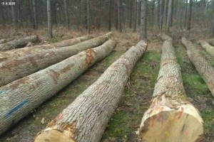 需求太旺！德国木材价格持续攀升