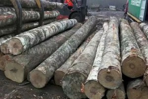 爱沙尼亚木材价格增长92.7％