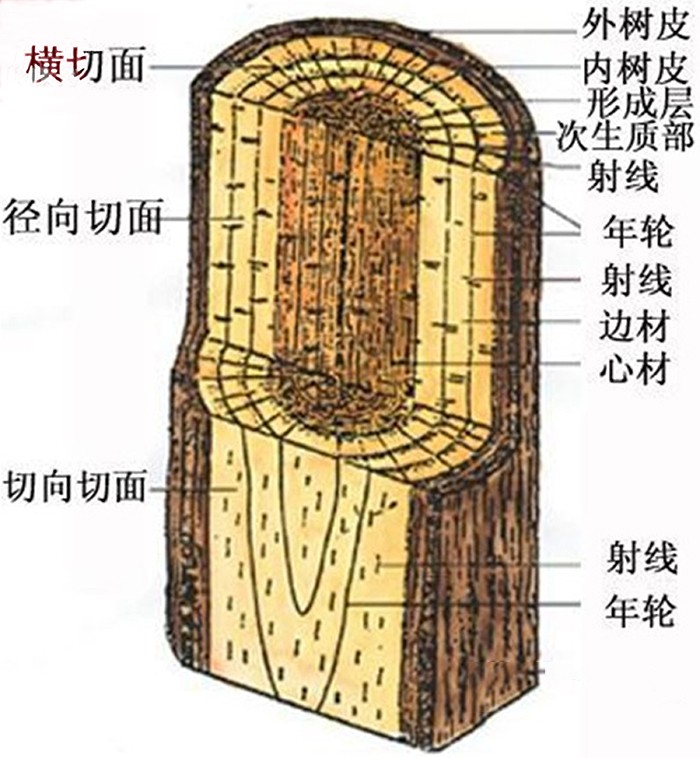 木材有代表性的三个切面是什么及识别木材三个切面的方法