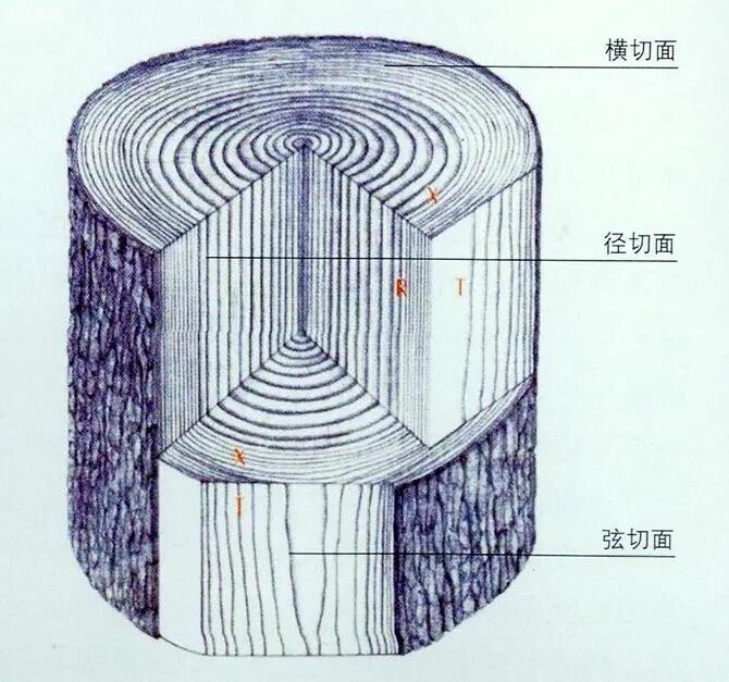木材有代表性的三个切面是什么及识别木材三个切面的方法图片