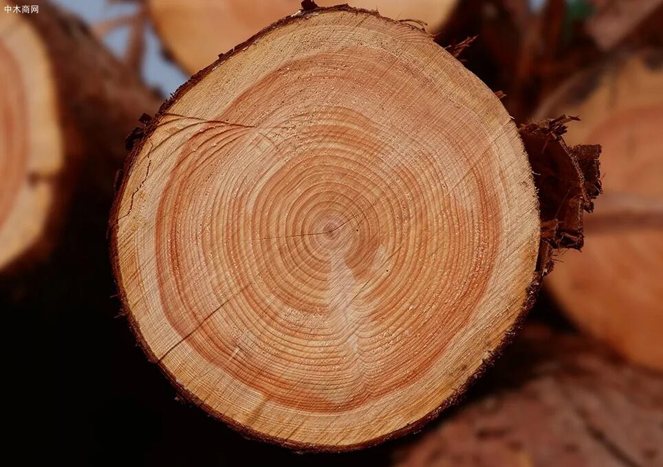 木材有代表性的三个切面是什么及识别木材三个切面的方法价格