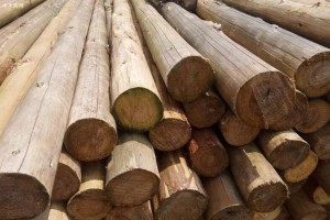 广西木材产业可持续高质量发展