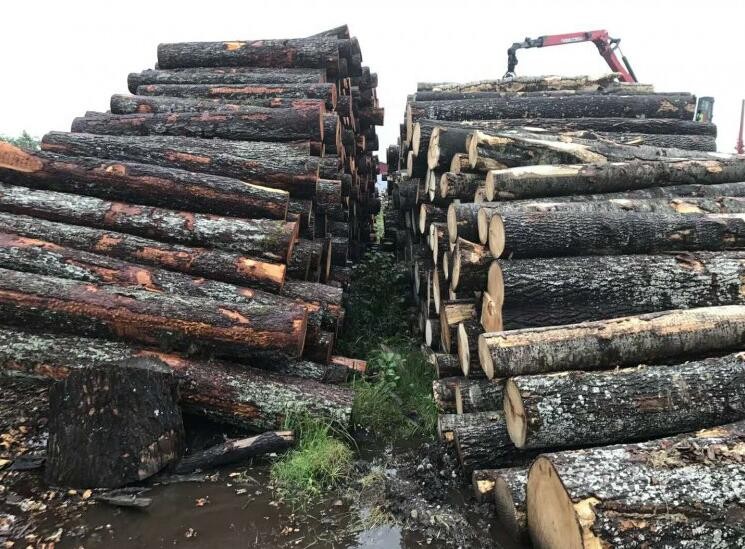 菲律宾通过FSC认证促进欧洲木材出口