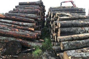 菲律宾通过FSC认证促进欧洲木材出口