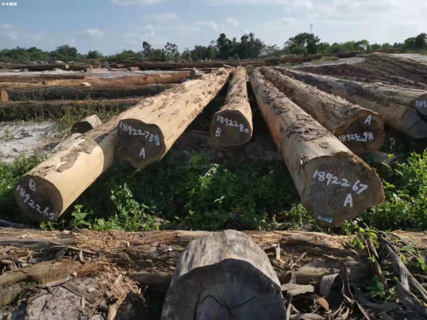 对接市场竞价卖 红石林业局木材销售开门红