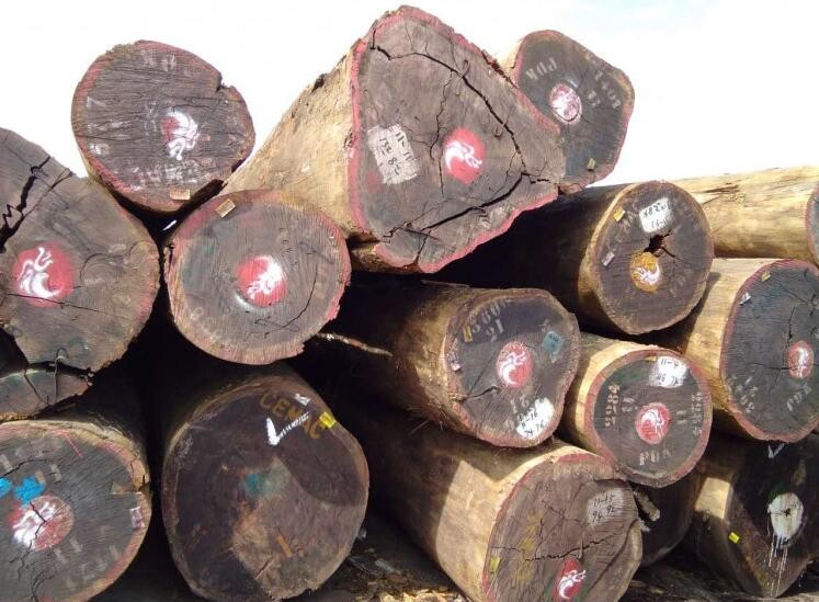 非法木材出口：加蓬每年损失1850亿非洲法郎