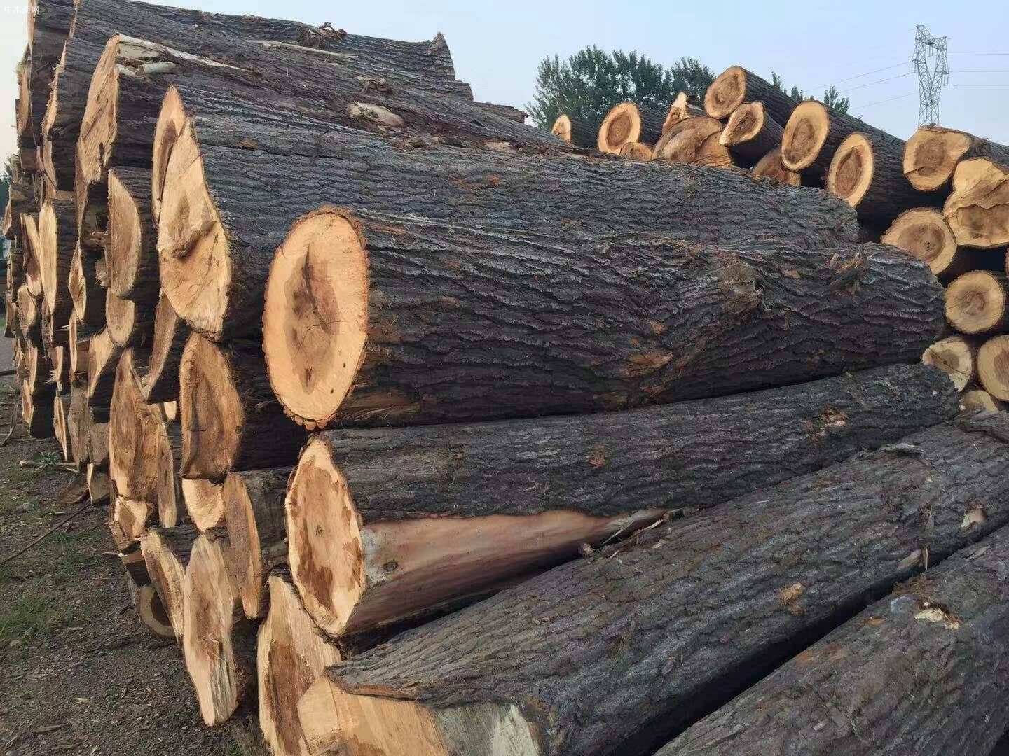 宜昌杨木原木木材价格多少钱一方图片