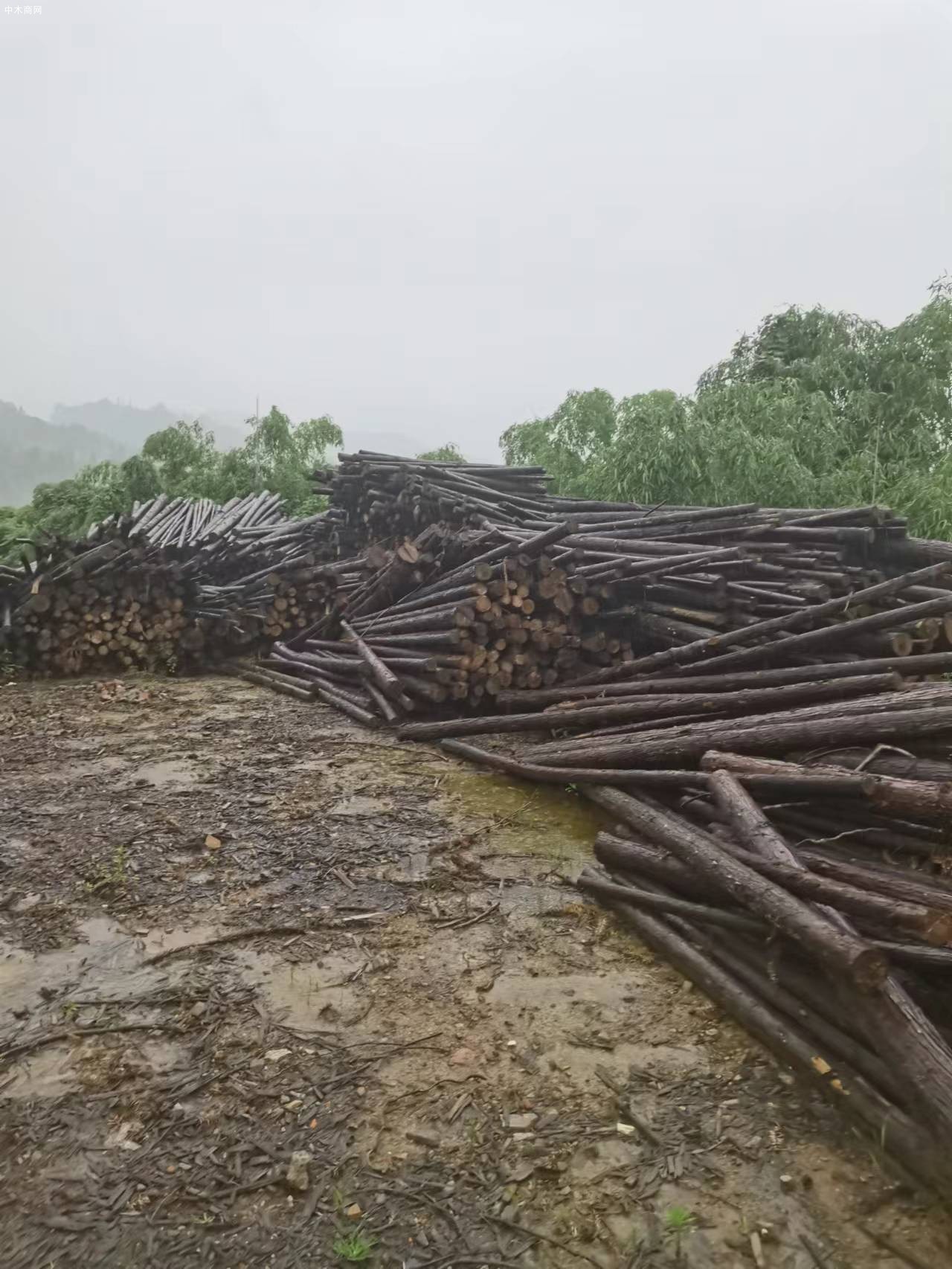 福建杉木绿化杆厂家