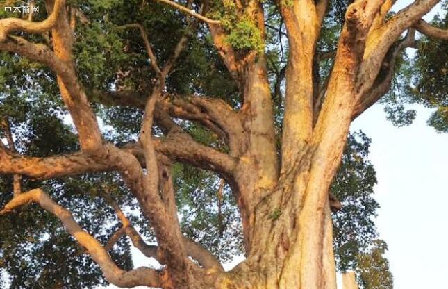 金丝楠木为历代帝王专用,如此贵重的金丝楠树木,为何没有人去种植价格
