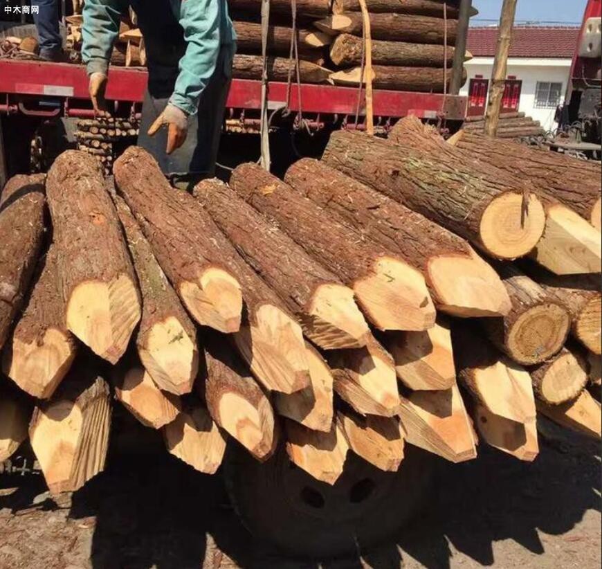 安徽盛平杉木桩规格和价格厂家
