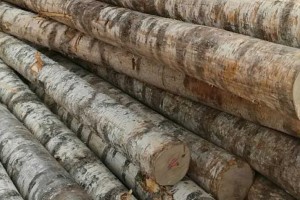 拒绝俄罗斯木材进口芬兰寻找木材替代面临挑战
