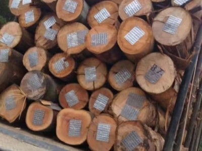 巴西进口桉木木皮芯板、板材、原木，欢迎垂询~图5