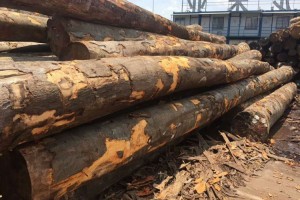 欧盟进口热带木材单季进口额超10亿美元