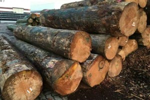 哈萨克斯坦延长部分木材出口禁令
